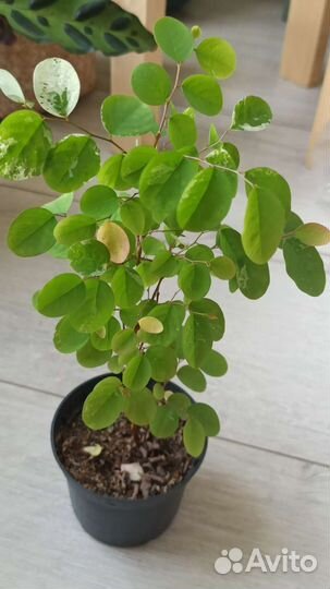 Брейния снежная (Breynia nivosa)