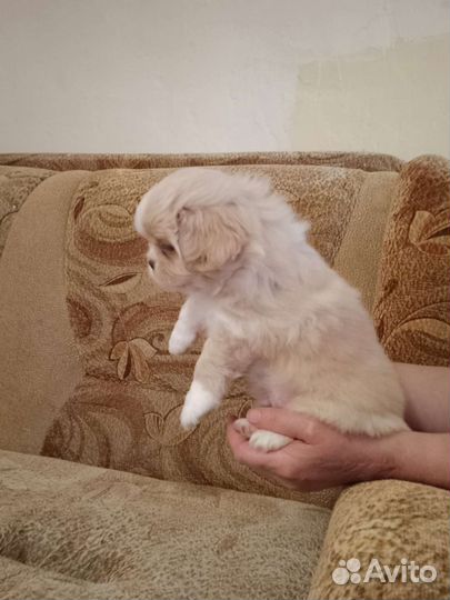 Щенки пекинеса