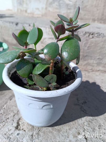 Толстянка (денежное дерево) готовое растение