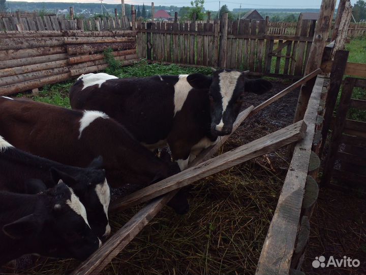 Телята бычки 4мес. 2мес