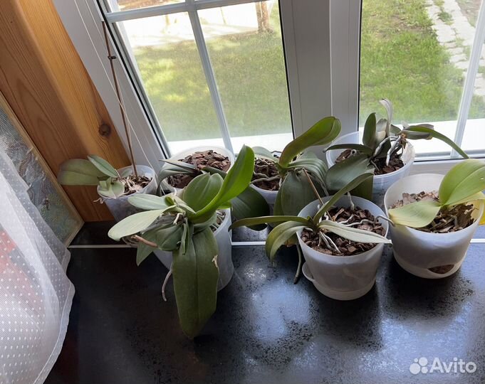 Комнатные цветы