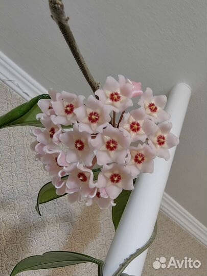 Комнатные цветы (фикус,сингониум, хойя