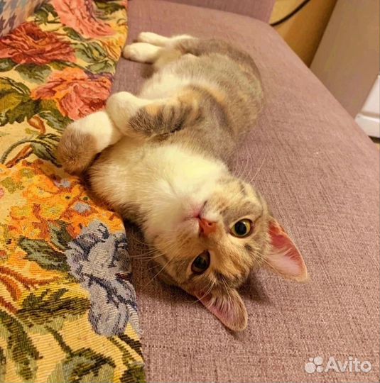 Кошка Муся, 8 мес, стерилизована