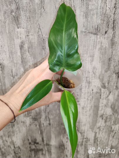 Комнатные цветы 2