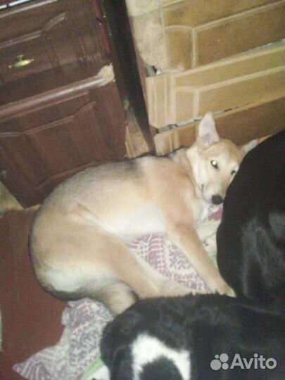 Девочка Фея