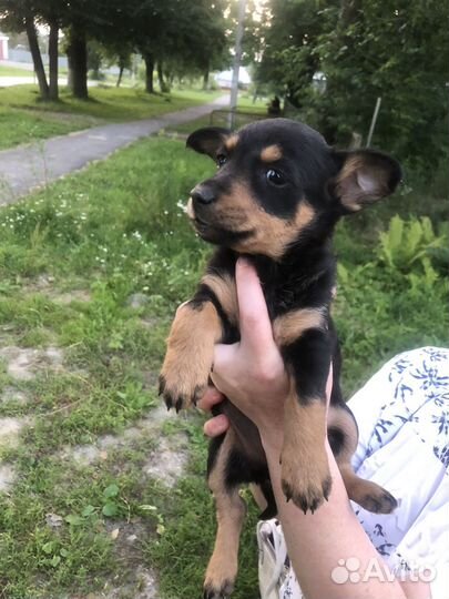 Щенки дворняжки в добрые руки