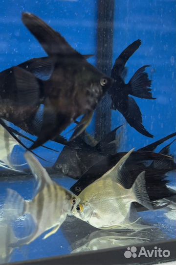 Аквариумные рыбки