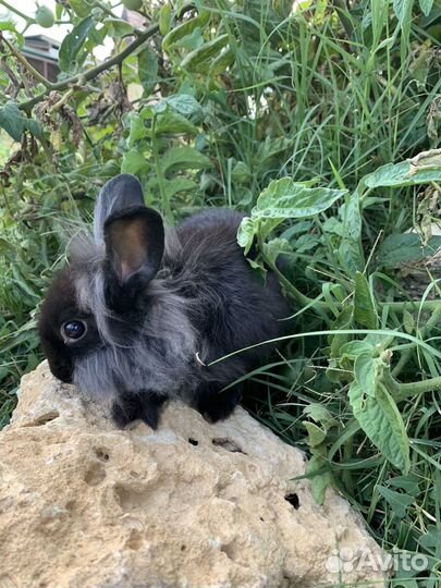 Кролики декоративные
