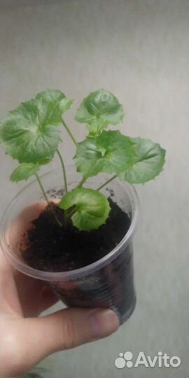 Кампанула (невеста), колокольчик Портеншлага