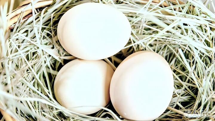 Курочки-несушки Кросс Коралл