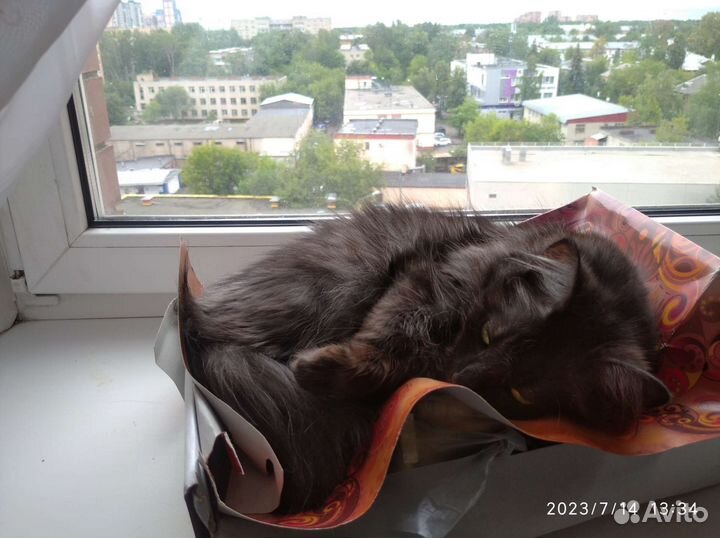 Кошечка Кеша