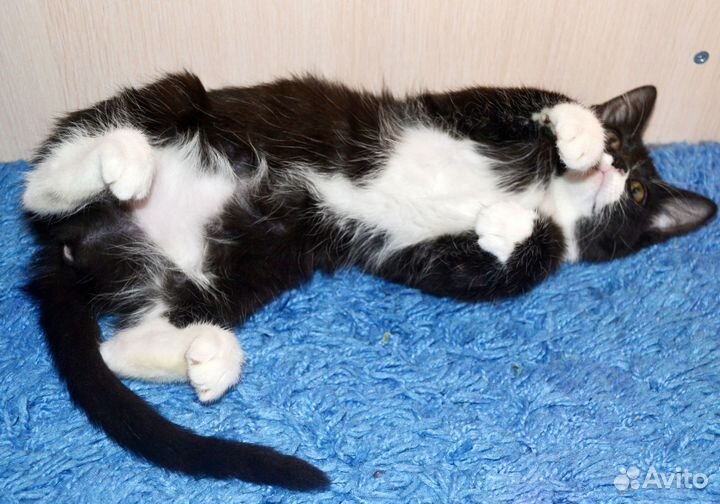 Чёрно-белый фрачный котёнок (метис) в добрые руки