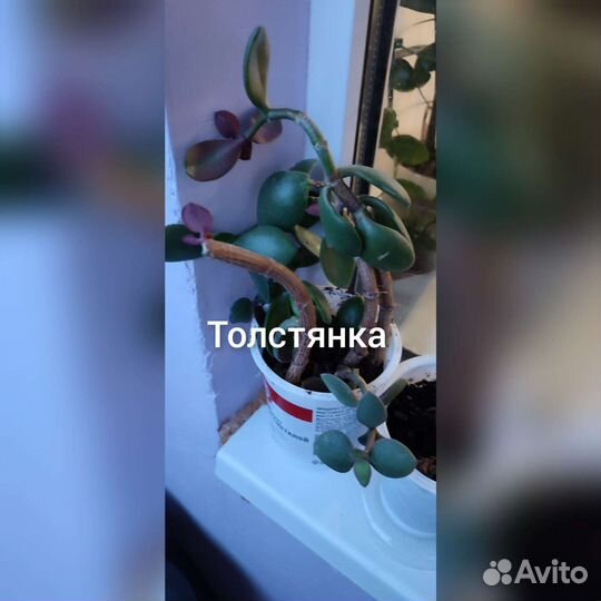 Комнатные растения цветы