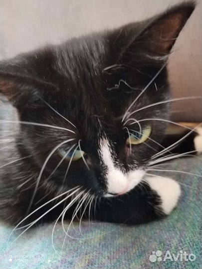 Кошки в добрые руки бесплатно