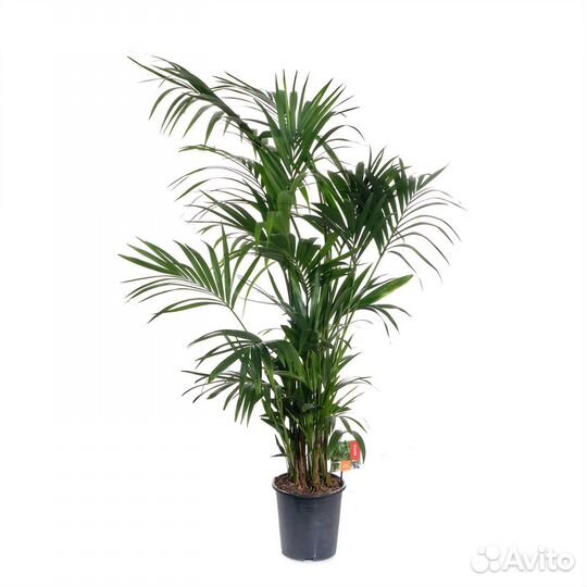 Растения для офиса и дома