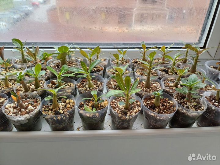 Комнатные цветы