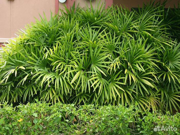 Пальма Рапис