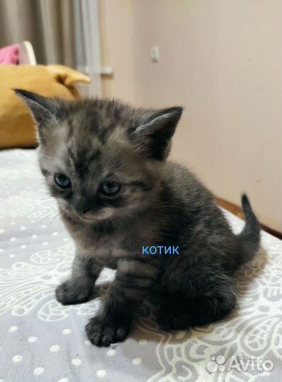 Котята шотландские чистокровные