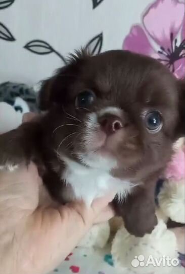 Мальчик чишка