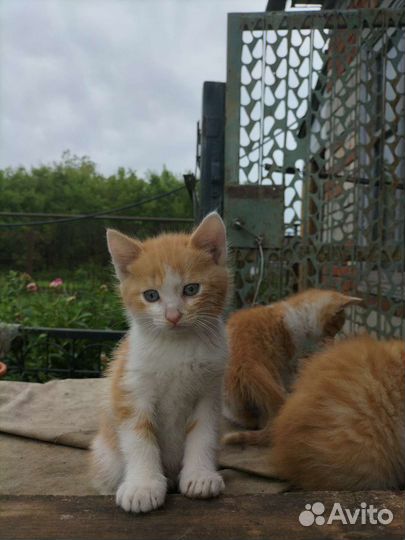Котята в добрые руки