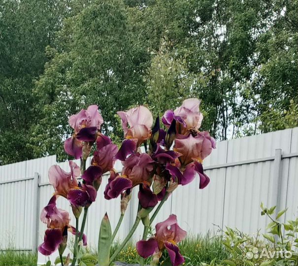 Ирис большой куст