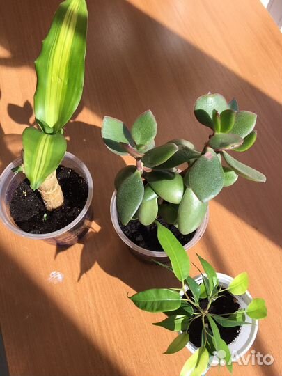 Комнатные цветы: драцена, толстянка, фикус бендж