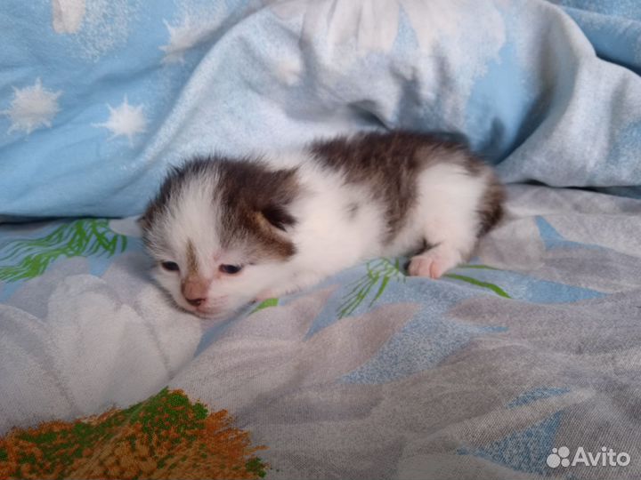 Котёнок в дар бесплатно