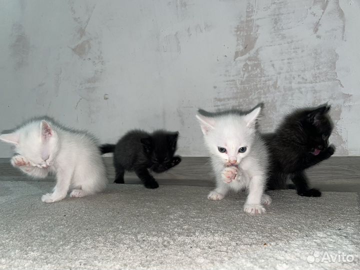Кошечки.2 белые,2 черные