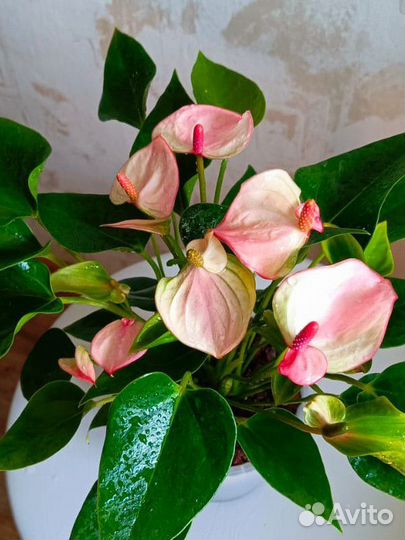 Антуриум Матата