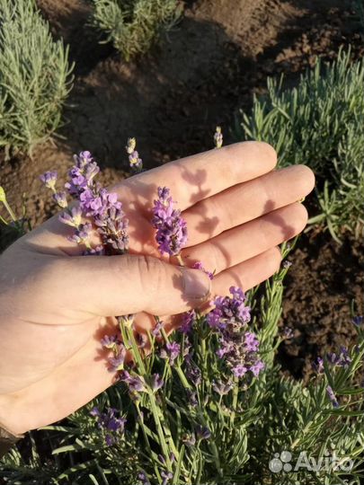 Лаванда и другие многолетние