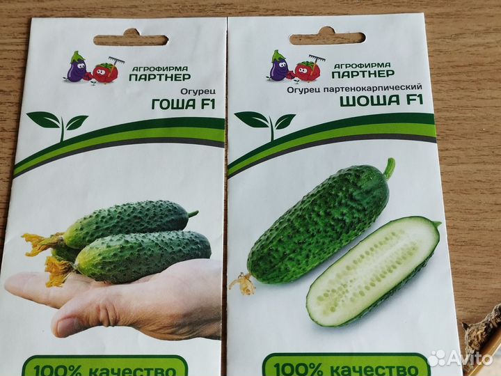 Рассада огурцов