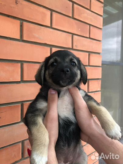 Щенок в добрые руки