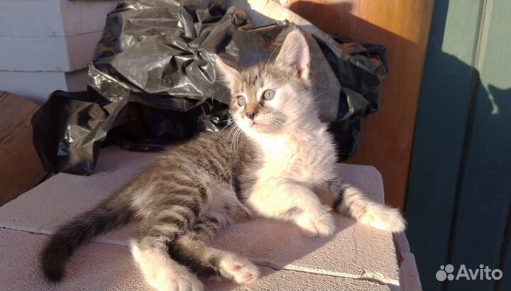 Котёнок 2 месяца