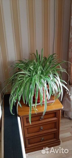 Хлорофитум