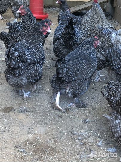 Куры мехеленская кукушка