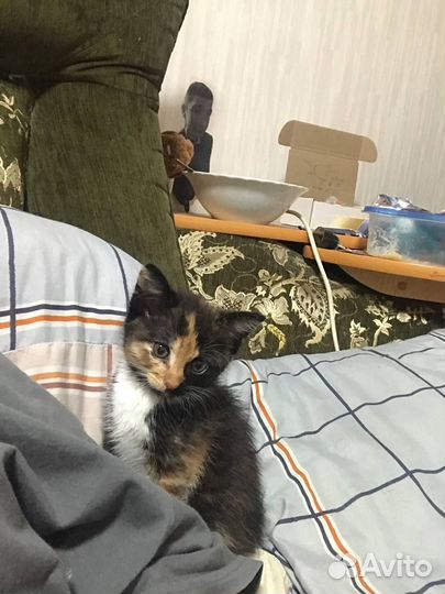 Котенок девочка