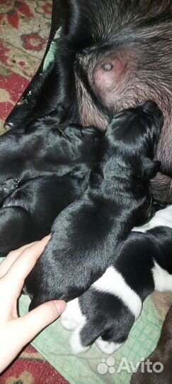 Щенки курцхаара