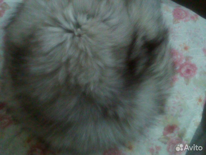 Шапка женская песец