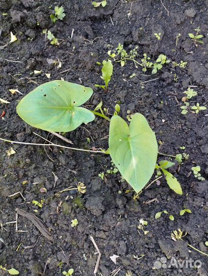 Калла эфиопская