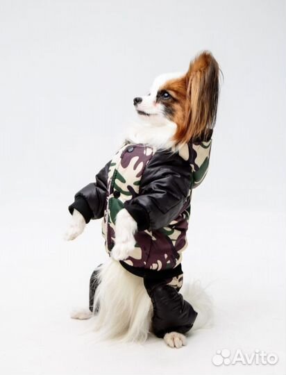 Собака для фотосессии (папийон, папильон)