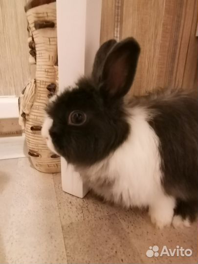 Декоративный кролик