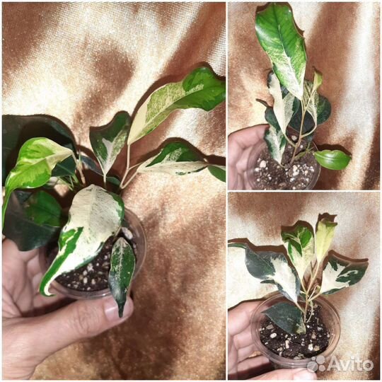 Фикусы, Фагрея вариегата, Аглайя, метросидерос