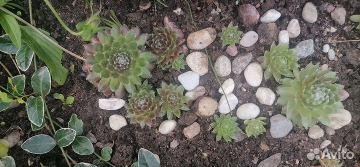 Каменная роза (молодило)