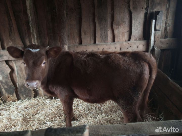 Продам телку