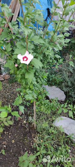 Гибискус на штамбе