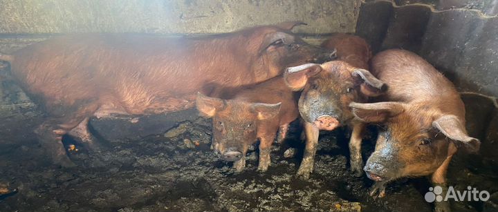 Свинки дюрок