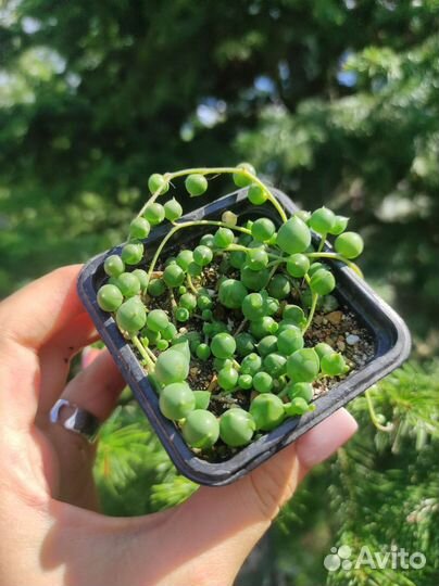 Суккуленты крестовник Роули