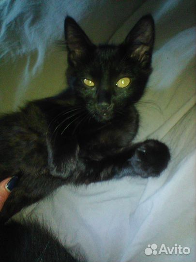 Котенок черный в дар