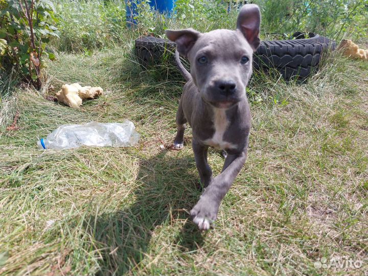 Щенки питбультерьера