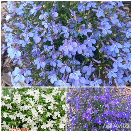 Лобелия вегетативная